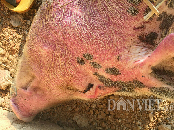 Lạng Sơn: Lợn bỗng nôn ra máu, da tím ngắt rồi chết, dân lo nơm nớp