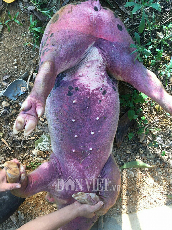 Lạng Sơn: Lợn bỗng nôn ra máu, da tím ngắt rồi chết, dân lo nơm nớp