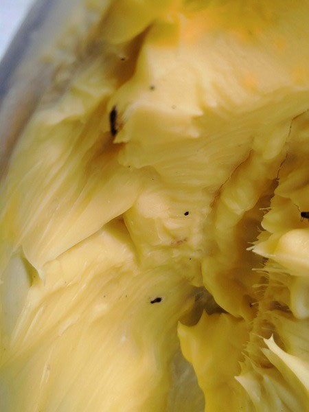 Vụ ngộ độc thực phẩm Tân Phú: Chà bông gà nhiễm tụ cầu vàng