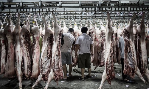 Thiếu tiền, công ty Trung Quốc trả nợ bằng thịt lợn Thiếu tiền, công ty Trung Quốc trả nợ bằng thịt lợn
