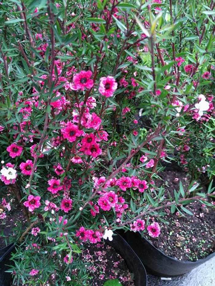 Bỏ 500 triệu mua trăm bụi cây dại, hoa nhỏ li ti trồng khắp vườn nhà