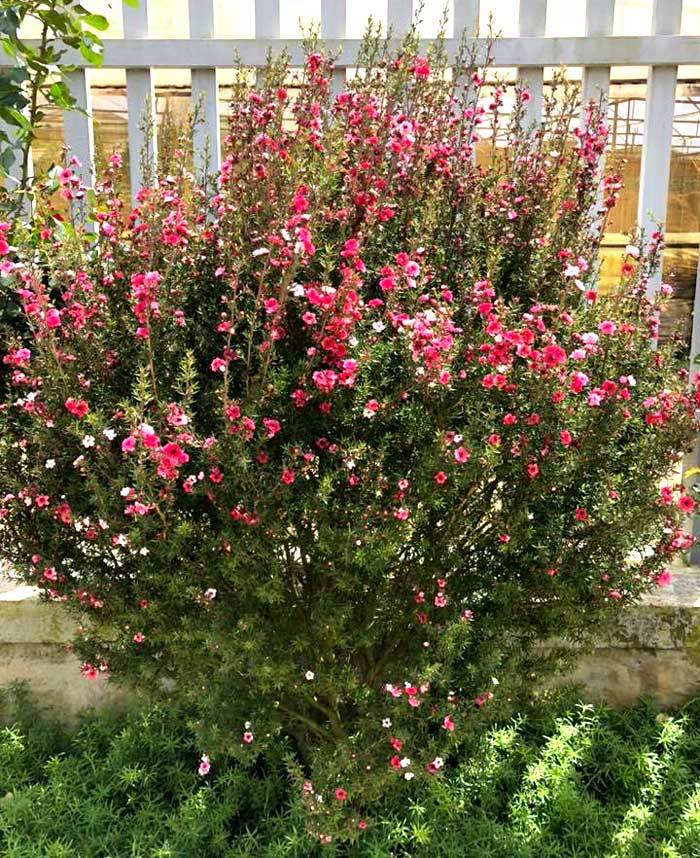 Bỏ 500 triệu mua trăm bụi cây dại, hoa nhỏ li ti trồng khắp vườn nhà