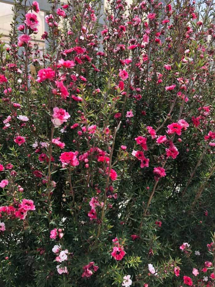 Bỏ 500 triệu mua trăm bụi cây dại, hoa nhỏ li ti trồng khắp vườn nhà