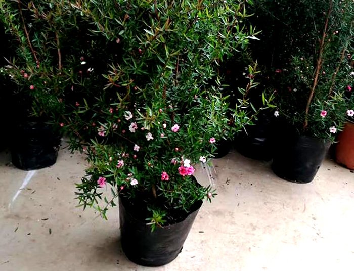 Bỏ 500 triệu mua trăm bụi cây dại, hoa nhỏ li ti trồng khắp vườn nhà