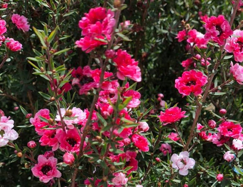 Bỏ 500 triệu mua trăm bụi cây dại, hoa nhỏ li ti trồng khắp vườn nhà