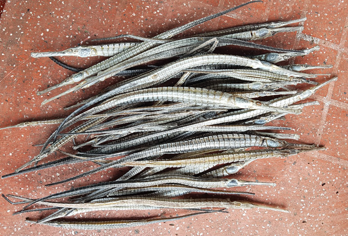 Thương lái Trung Quốc mua cá lìm kìm gai: Giá cá tăng 1,3 triệu/kg