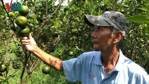 Giá cam sành liên tiếp sụt giảm, người trồng lỗ nặng Giá cam sành liên tiếp sụt giảm, người trồng lỗ nặng