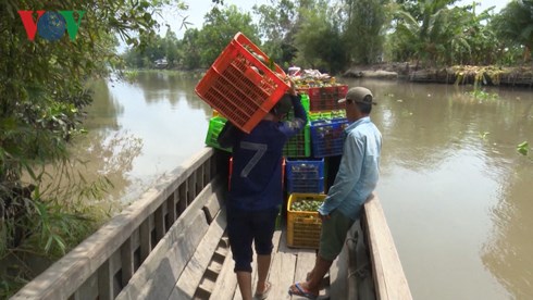 Giá cam sành liên tiếp sụt giảm, người trồng lỗ nặng Giá cam sành liên tiếp sụt giảm, người trồng lỗ nặng