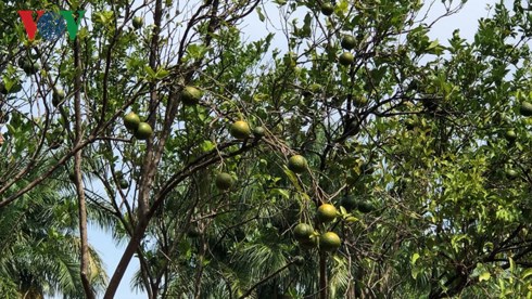 Giá cam sành liên tiếp sụt giảm, người trồng lỗ nặng Giá cam sành liên tiếp sụt giảm, người trồng lỗ nặng