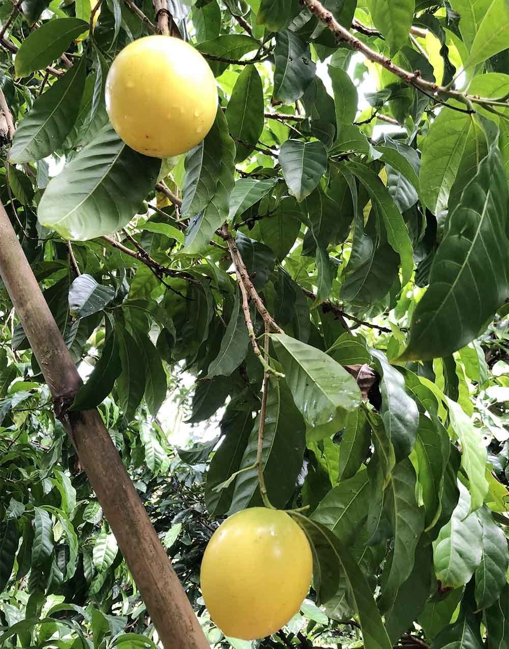 Xôn xao miền Tây: Loại vú sữa kỳ lạ, màu vàng ươm, ăn mát lạnh