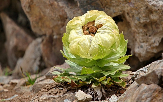 Thiên sơn tuyết liên: Hoa sen cực hiếm của Tây Tạng, 7 năm mới nở 1 lần trên núi tuyết, giá 5 triệu/hoa