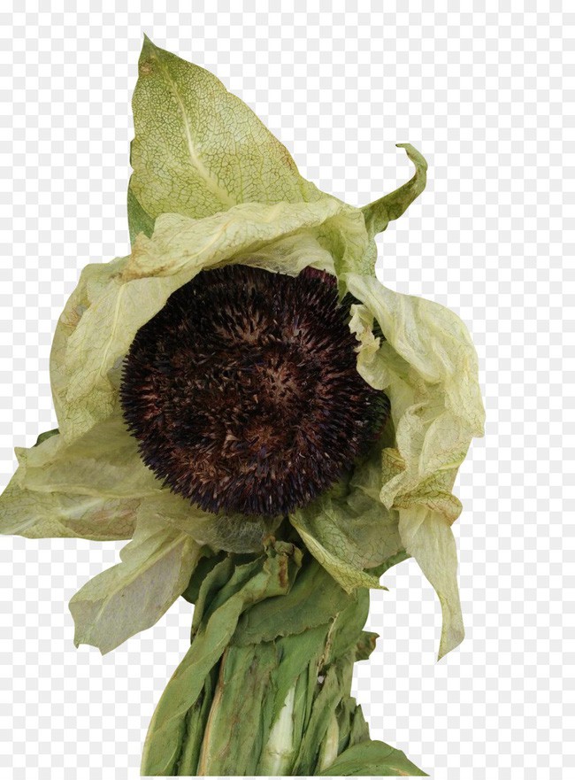 Thiên sơn tuyết liên: Hoa sen cực hiếm của Tây Tạng, 7 năm mới nở 1 lần trên núi tuyết, giá 5 triệu/hoa