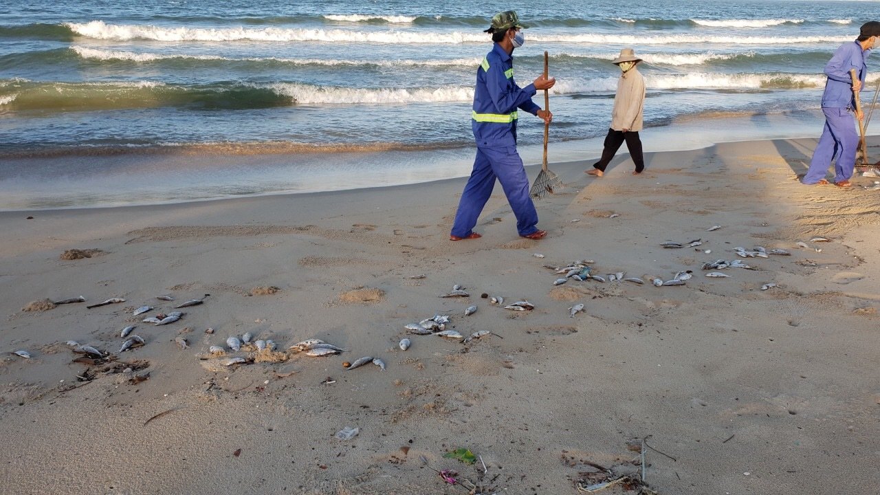 Đà Nẵng: Cá chết hàng loạt dạt bờ dài hơn 1km Đà Nẵng: Cá chết hàng loạt dạt bờ dài hơn 1km