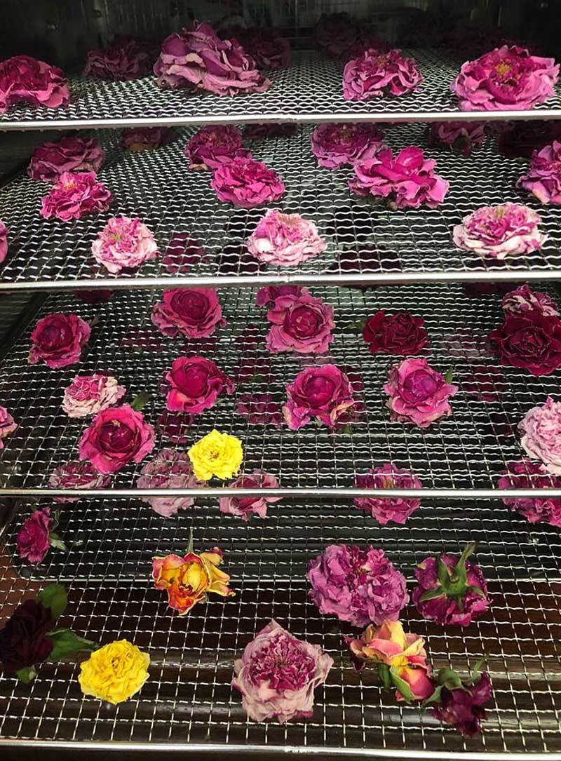 Trà hoa hồng nguyên bông 10 triệu/kg, bà chủ bỏ 2 tỷ không dám uống nhiều