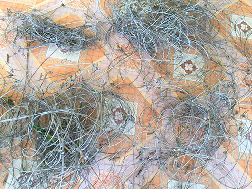 Hà Tĩnh truy tìm thủ phạm giăng gần 400 bẫy thú trên núi Hồng Lĩnh