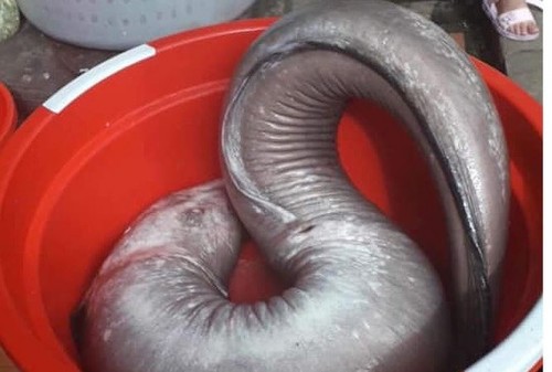 Nhóm thợ săn bắt được cá chình khủng nặng 17kg, bán hơn 10 triệu đồng