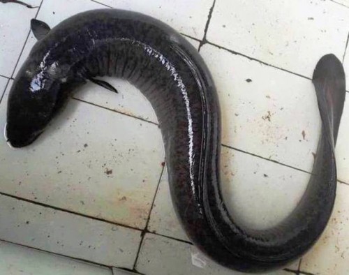 Nhóm thợ săn bắt được cá chình khủng nặng 17kg, bán hơn 10 triệu đồng