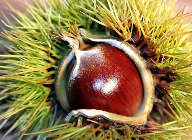 Muốn bổ thận, tráng dương vào mùa đông, quý ông hãy bỏ túi ngay 3 hạt viagra từ núi rừng