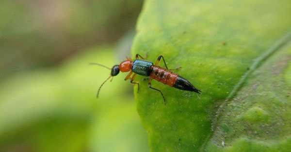 Hàng chục người nhập viện vì kiến ba khoang tấn công, ngay bây giờ cần lập tức làm những điều này