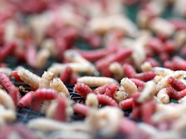 Dòi và công dụng gây sốc trong điều trị vết thương