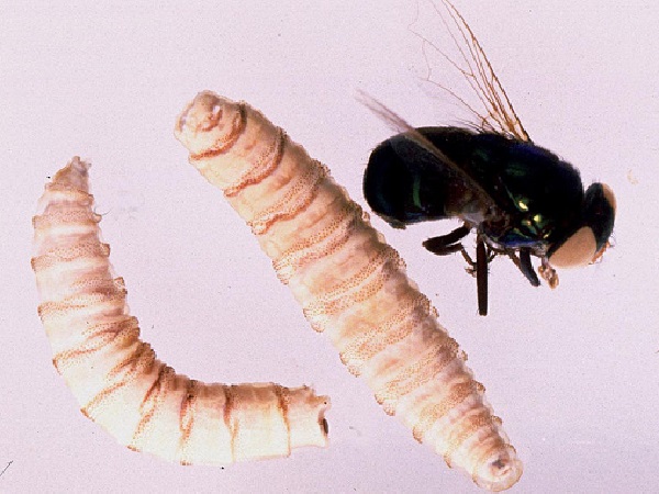 Dòi và công dụng gây sốc trong điều trị vết thương