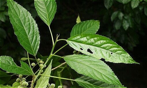 Bé 4 tuổi nguy kịch vì chữa táo bón bằng lá lộc mại