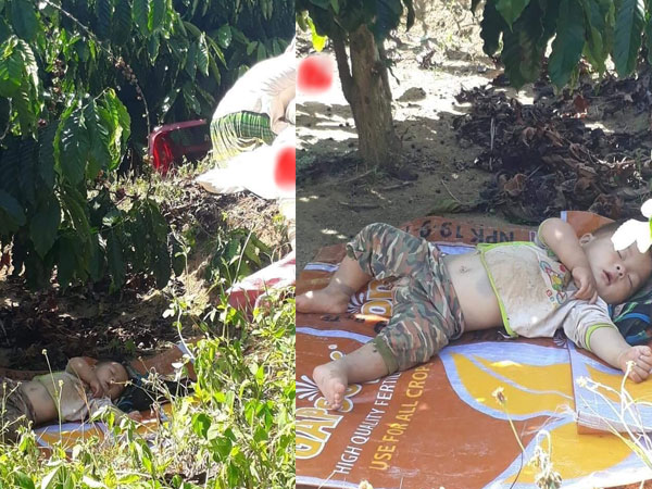 Hình ảnh em bé bẫm ngủ lăn lóc dưới gốc cà phê khi cùng bố mẹ lên rẫy gây sốt mạng