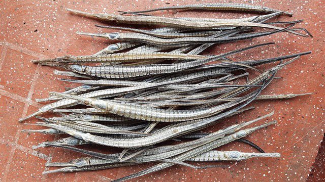 Gom mua cá lìm kìm gai, vơ vét cả cây dại: Bí mật của thương lái Tàu