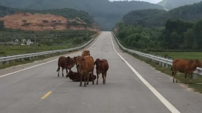 Đường 52 tỷ không bóng người, bò nhởn nhơ đứng, nằm tạo dáng