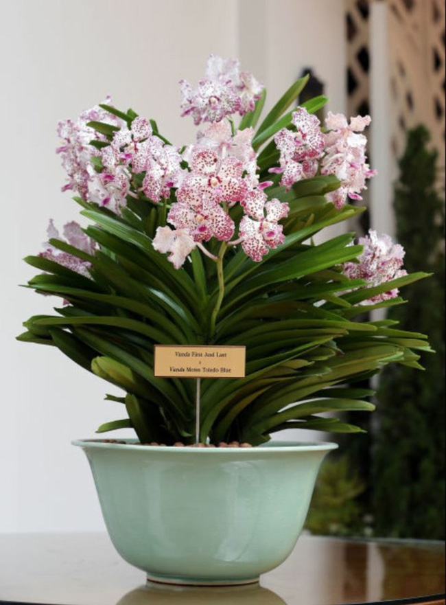 8 loài hoa được lấy cảm hứng từ các thành viên của gia đình Hoàng gia Anh bạn có thể trồng trong vườn nhà mình