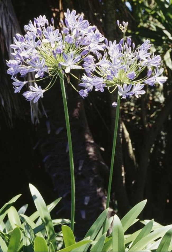 8 loài hoa được lấy cảm hứng từ các thành viên của gia đình Hoàng gia Anh bạn có thể trồng trong vườn nhà mình