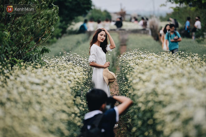 Vườn cúc hoạ mi ở Hà Nội thất thủ cuối tuần: 1 mét vuông có chục nhiếp ảnh gia và mẫu