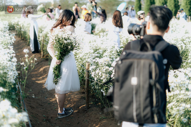 Vườn cúc hoạ mi ở Hà Nội thất thủ cuối tuần: 1 mét vuông có chục nhiếp ảnh gia và mẫu