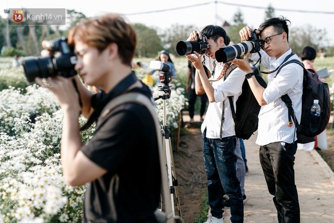 Vườn cúc hoạ mi ở Hà Nội thất thủ cuối tuần: 1 mét vuông có chục nhiếp ảnh gia và mẫu