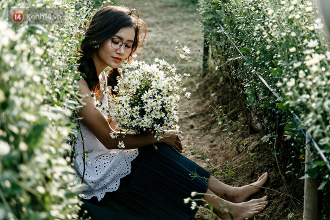 Vườn cúc hoạ mi ở Hà Nội thất thủ cuối tuần: 1 mét vuông có chục nhiếp ảnh gia và mẫu