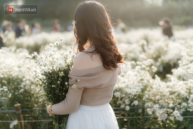 Vườn cúc hoạ mi ở Hà Nội thất thủ cuối tuần: 1 mét vuông có chục nhiếp ảnh gia và mẫu