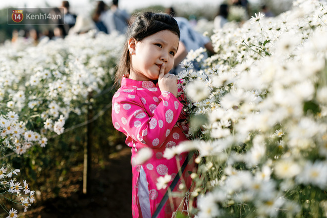Vườn cúc hoạ mi ở Hà Nội thất thủ cuối tuần: 1 mét vuông có chục nhiếp ảnh gia và mẫu