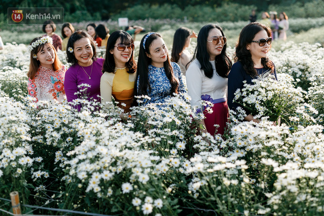 Vườn cúc hoạ mi ở Hà Nội thất thủ cuối tuần: 1 mét vuông có chục nhiếp ảnh gia và mẫu