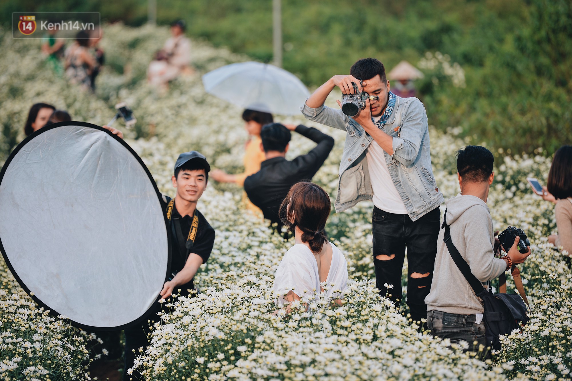 Vườn cúc hoạ mi ở Hà Nội thất thủ cuối tuần: 1 mét vuông có chục nhiếp ảnh gia và mẫu