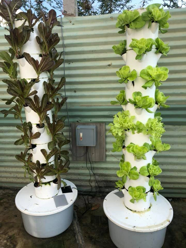 Vườn rau xanh tươi mơn mởn trong biệt thự tiền tỷ do chồng Ốc Thanh Vân trồng tặng 4 mẹ con