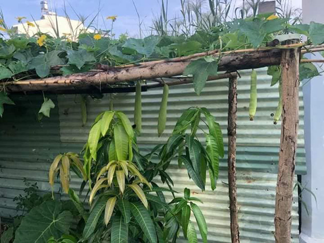 Vườn rau xanh tươi mơn mởn trong biệt thự tiền tỷ do chồng Ốc Thanh Vân trồng tặng 4 mẹ con Vườn rau xanh tươi mơn mởn trong biệt thự tiền tỷ do chồng Ốc Thanh Vân trồng tặng 4 mẹ con