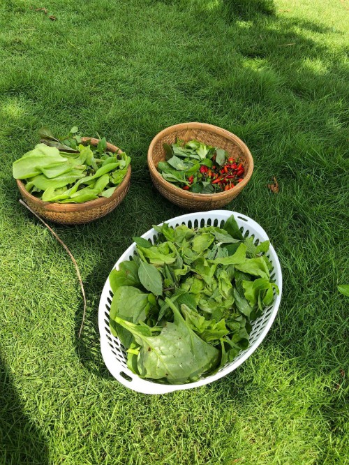 Vườn rau xanh tươi mơn mởn trong biệt thự tiền tỷ do chồng Ốc Thanh Vân trồng tặng 4 mẹ con Vườn rau xanh tươi mơn mởn trong biệt thự tiền tỷ do chồng Ốc Thanh Vân trồng tặng 4 mẹ con