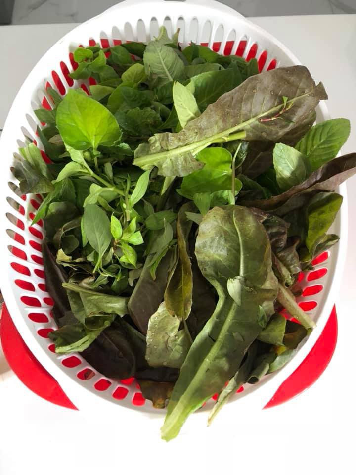 Vườn rau xanh tươi mơn mởn trong biệt thự tiền tỷ do chồng Ốc Thanh Vân trồng tặng 4 mẹ con Vườn rau xanh tươi mơn mởn trong biệt thự tiền tỷ do chồng Ốc Thanh Vân trồng tặng 4 mẹ con