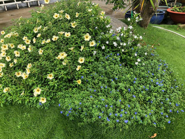 Vườn rau xanh tươi mơn mởn trong biệt thự tiền tỷ do chồng Ốc Thanh Vân trồng tặng 4 mẹ con