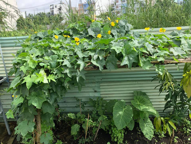 Vườn rau xanh tươi mơn mởn trong biệt thự tiền tỷ do chồng Ốc Thanh Vân trồng tặng 4 mẹ con Vườn rau xanh tươi mơn mởn trong biệt thự tiền tỷ do chồng Ốc Thanh Vân trồng tặng 4 mẹ con