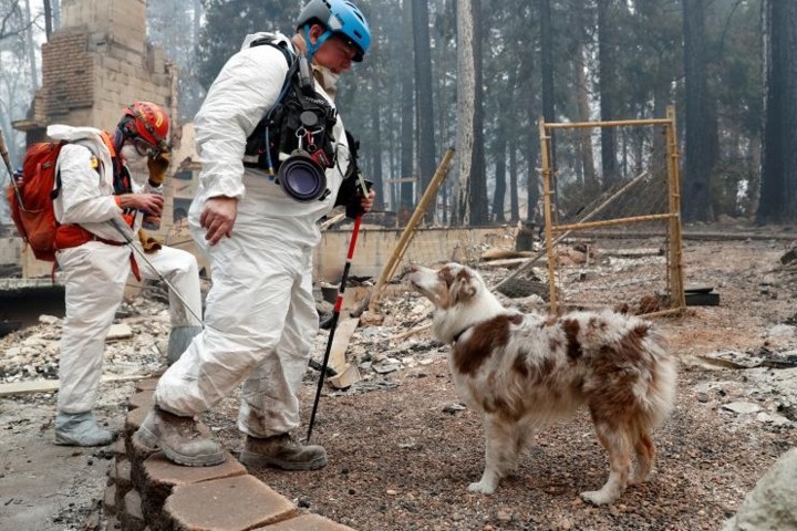 Ảnh: Chó nghiệp vụ Mỹ lùng sục tìm kiếm tử thi vụ cháy rừng California