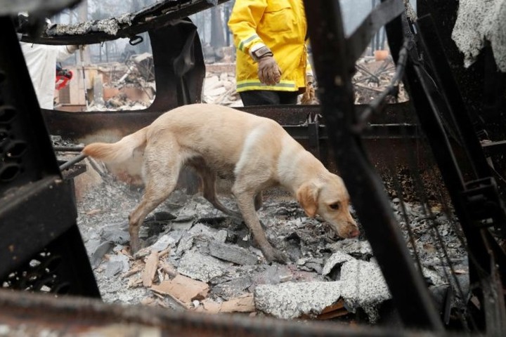 Ảnh: Chó nghiệp vụ Mỹ lùng sục tìm kiếm tử thi vụ cháy rừng California