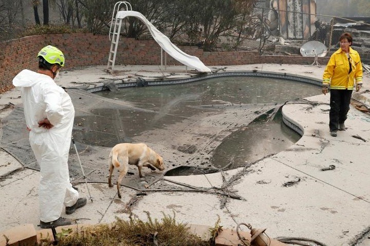 Ảnh: Chó nghiệp vụ Mỹ lùng sục tìm kiếm tử thi vụ cháy rừng California