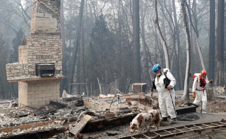Ảnh: Chó nghiệp vụ Mỹ lùng sục tìm kiếm tử thi vụ cháy rừng California
