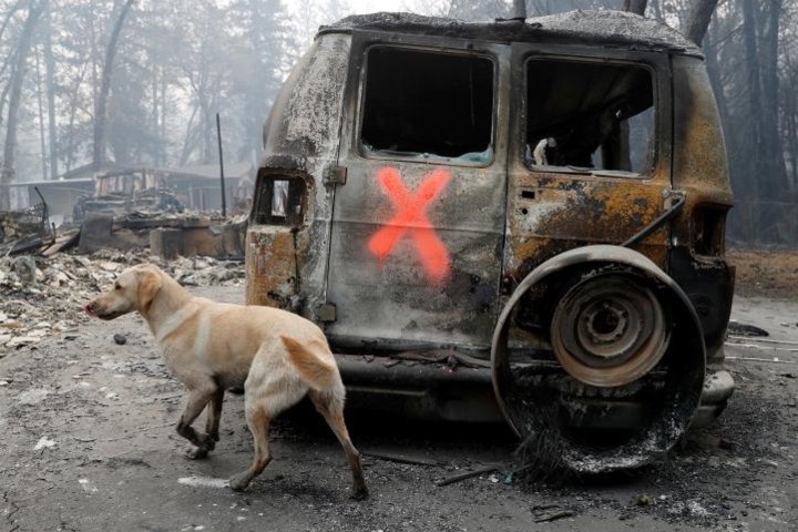 Ảnh: Chó nghiệp vụ Mỹ lùng sục tìm kiếm tử thi vụ cháy rừng California